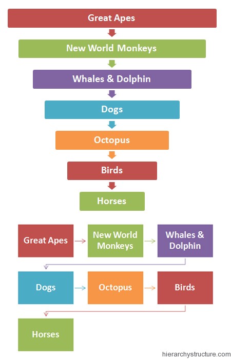 Animal Intelligence Hierarchy