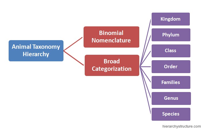 Animal Taxonomy Hierarchy