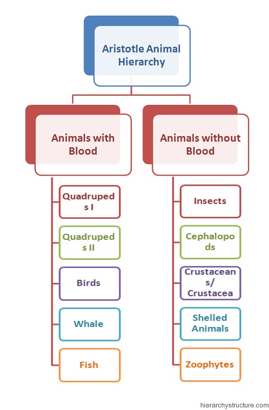 Aristotle Animal Hierarchy