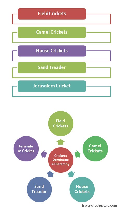 Crickets Dominance Hierarchy