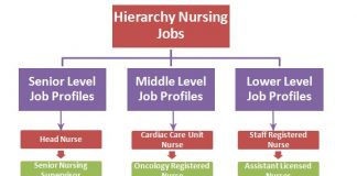 Jobs Hierarchy | Job Hierarchy Structure And Charts |Hierarchystructure.com