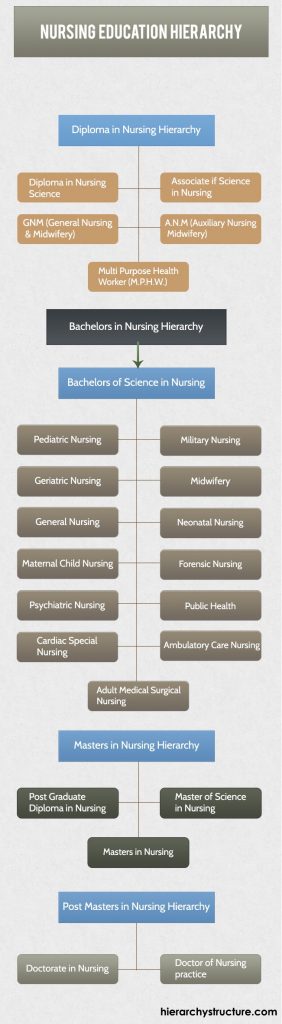 Nursing Degree Hierarchy Plan Hierarchy Structure | Hot Sex Picture