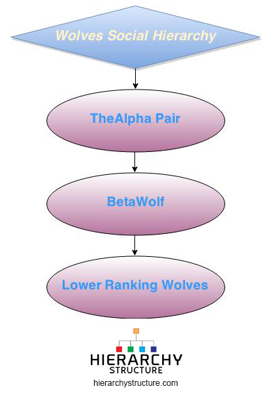 Wolves Social Hierarchy