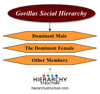 Gorillas Social Hierarchy