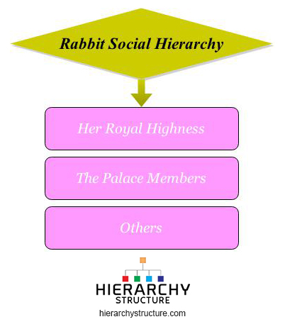 Rabbit Social Hierarchy