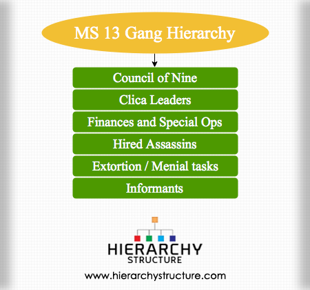 MS 13 Gang Hierarchy