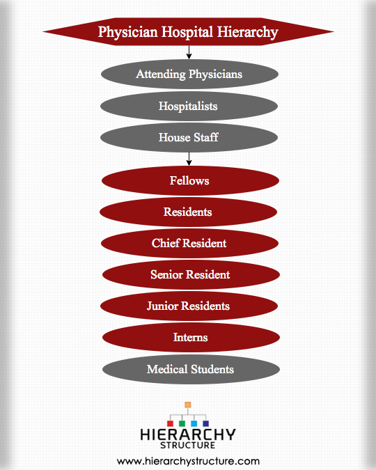 Physician Hospital Hierarchy