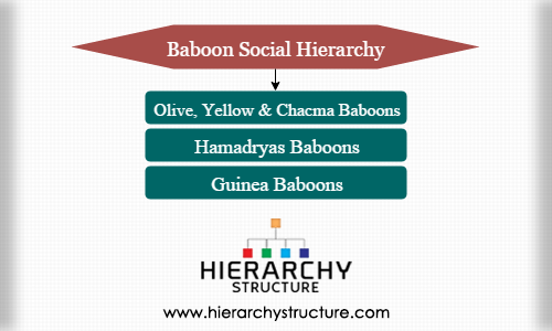 Baboon Social Hierarchy