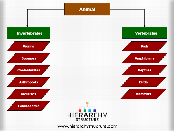 Hierarchy of Animals in the Animal Kingdom