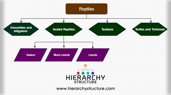 Reptile Hierarchy